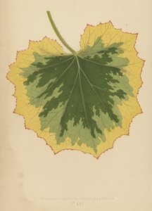 Tussilago Farfara Yaprak-Variegata by English School